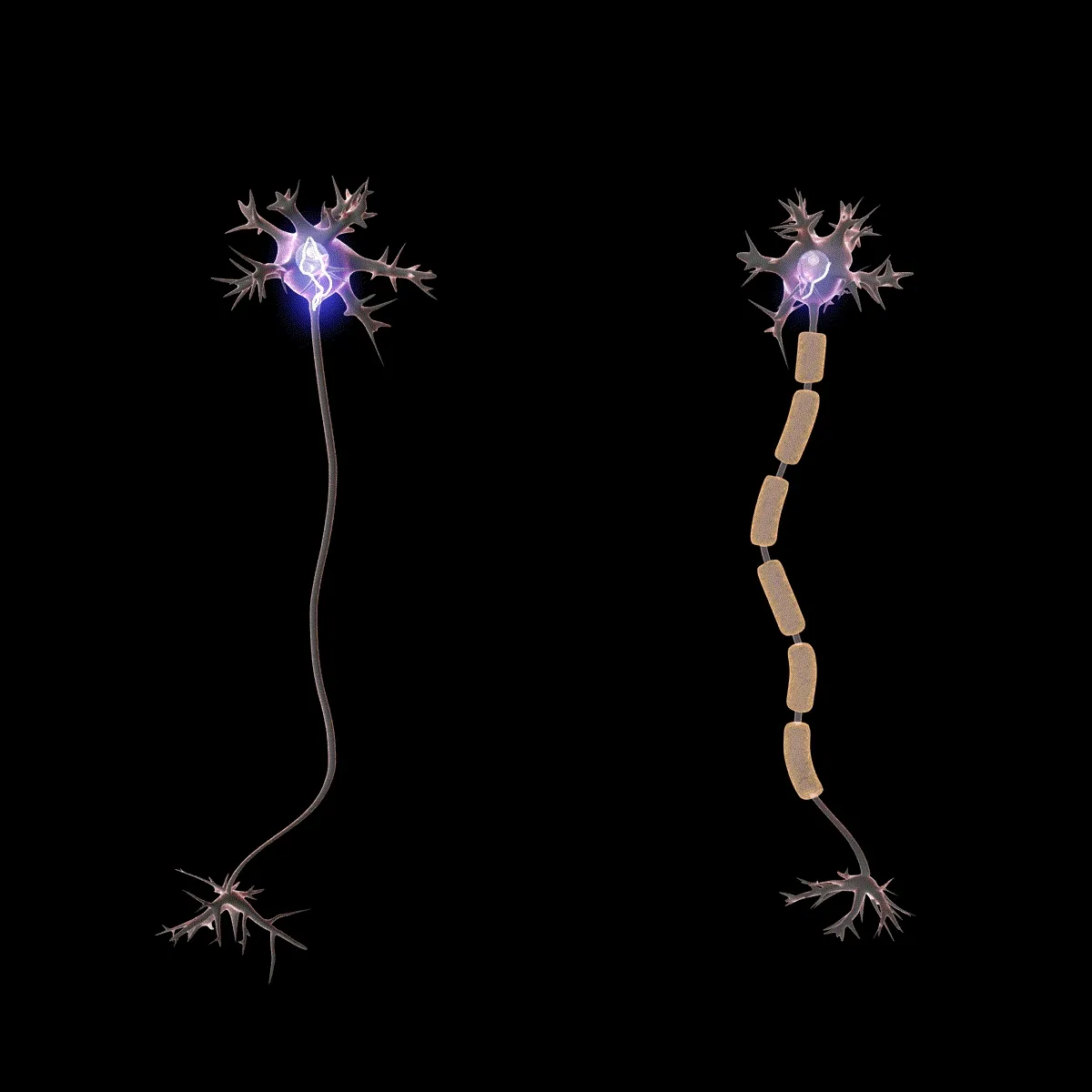 Fig -1 Action potential travels much faster in a myelinated neuron (the right one) than unmyelinated neurons (the left one) — Wikipedia