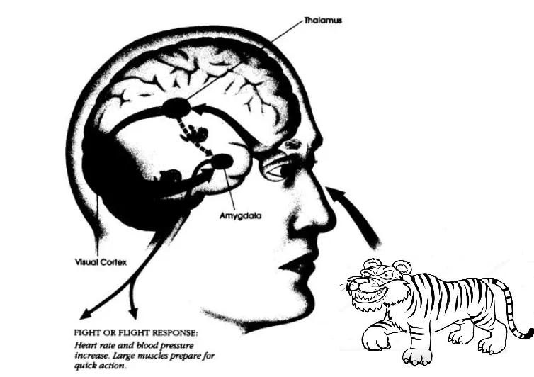 On the sight of Danger, your amygdala controls your behavior before you are even aware of it.